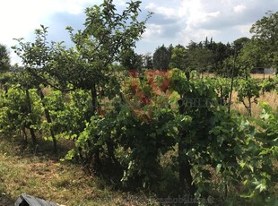 Terreno agricolo in vendita a Colle di Val d'Elsa