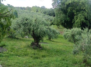 Terreno agricolo in Vendita a Peccioli Viale Antonio Gramsci,