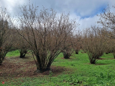 Terreno agricolo in Vendita in Via Chianello a Ronciglione