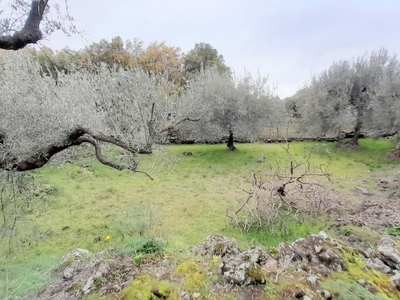 Oliveto in vendita a Ragalna contrada vigna d'erba