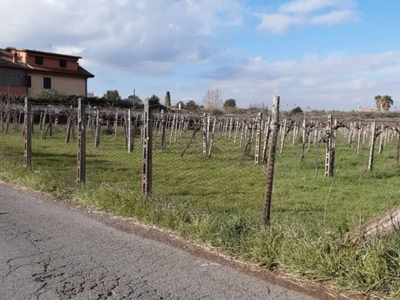 Terreno Agricolo in vendita a Frascati via Vigne 22 Rubbia, 37