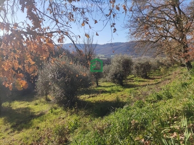 Terreno Agricolo in vendita a Giove corso Giuseppe Mazzini, 14