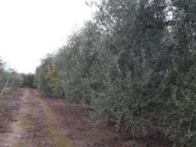 Terreno Agricolo in vendita ad Andria via Canosa, 20