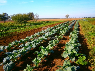 Terreno in vendita, Tuscania campagna