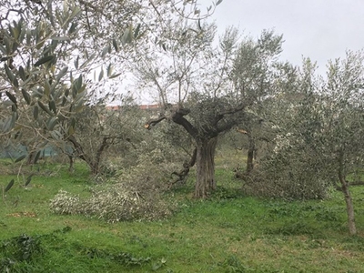 Terreno Residenziale in vendita a Canosa di Puglia canosa di Puglia corsica,245