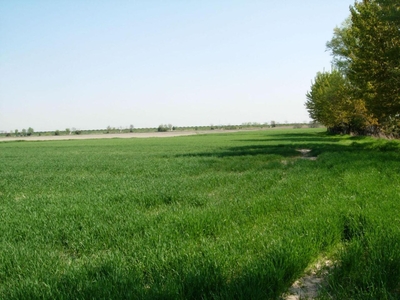 Terreno agricolo in vendita a Capannori