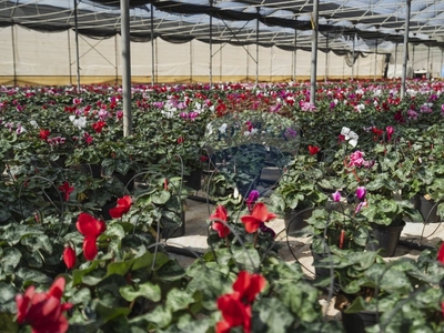 Azienda Agricola In Vendita A Scicli