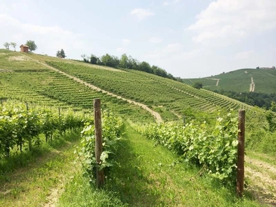 Vigneto di Barolo alla BUSSIA