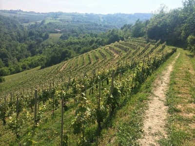 Vigneto di Nebbiolo da Barolo