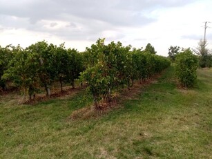 Rustico in vendita a Castelvetro Di Modena