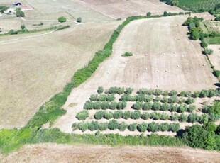 Terreno agricolo in vendita a Bracciano