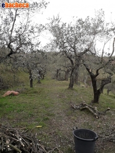 Agricolo a Sarzanello