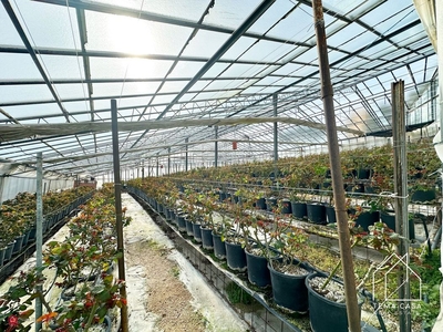 Terreno agricolo in Vendita in Via Duca D'aosta a Sanremo