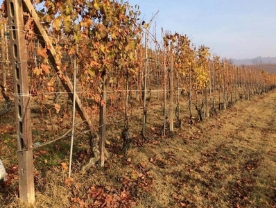 Vigneto di Barolo i cru di secondo livello