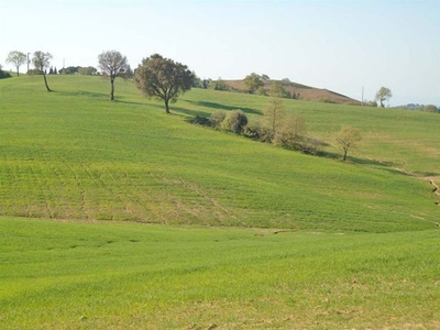 Azienda Agricola in vendita a Scansano con vasto terreno