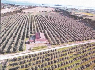 Azienda Agricola in vendita a Passignano sul Trasimeno