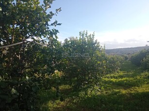 Terreno Agricolo in vendita a Siracusa