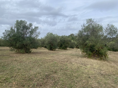 Terreno agricolo in vendita a Vetralla