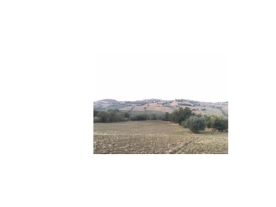 Terreno Agricolo/Coltura in vendita a Morrovalle