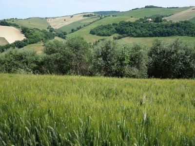 Terreno agricolo in Vendita a Fermo, 175'000€, 45000 m²
