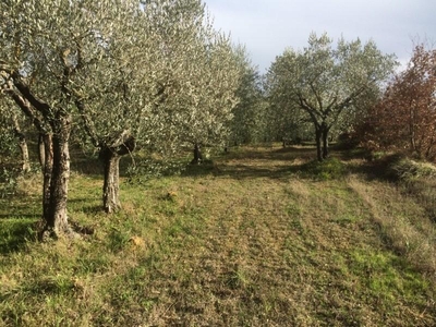 Terreno Agricolo in vendita, Colle di Val d'Elsa zona gramsci