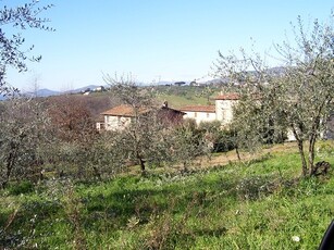 Azienda Agricola e Vitivinicola - Colline di Lucca