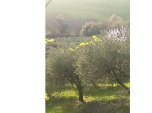 Terreno Agricolo/Coltura in vendita a Civitanova Marche, Frazione Civitanova Alta