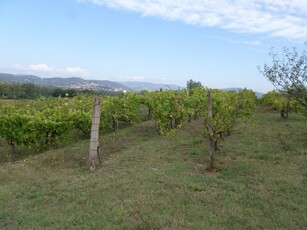 terreno agricolo in vendita a Casenuove