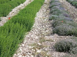 Terreno Agricolo in vendita a Fermo