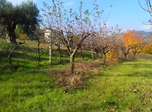 Terreno Agricolo in vendita a Monteprandone - Zona: Centobuchi