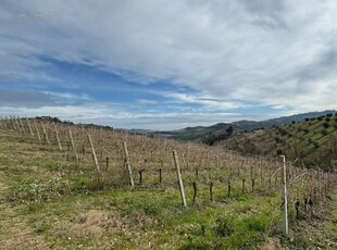 Terreno Agricolo in vendita a Ripatransone