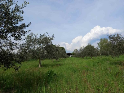 Terreno agricolo in vendita a Bibbona