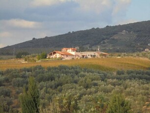 In Vendita: Azienda Agricola Olearia e Vitivinicola a Montecchio, Umbria