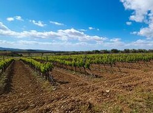 Azienda vitivinicola in produzione