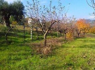 Terreno Agricolo - Monteprandone