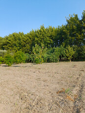 Terreno agricolo, prezzo trattabile