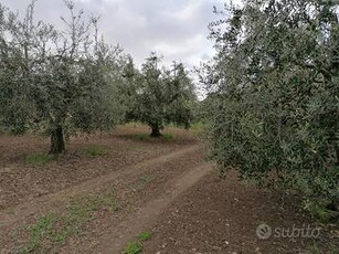 Terreno con oliveta e piante da frutto