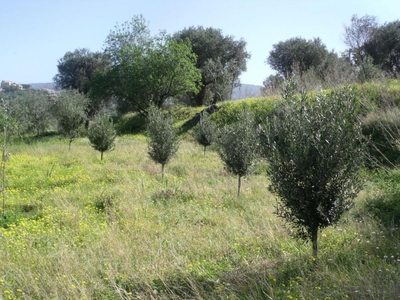 terreno agricolo in vendita a Reggio di Calabria