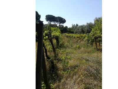 Terreno Agricolo/Coltura in vendita a Palombara Sabina, Frazione Stazzano, Viale Andromeda 28