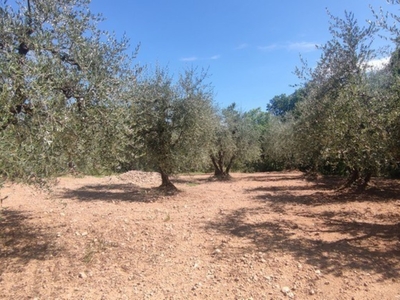 Terreno Agricolo in vendita a Castelnuovo Berardenga strada Provinciale 102