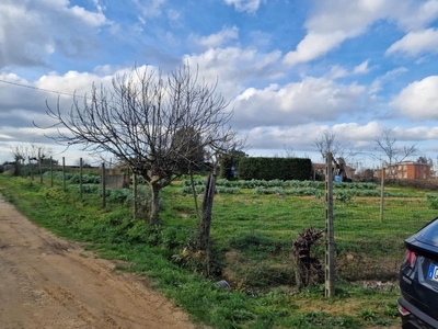 Terreno Agricolo in vendita a Crespina Lorenzana cenaia