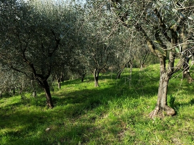 Terreno agricolo in vendita a Lucca