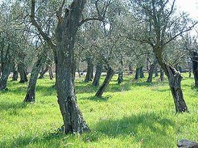 Terreno Agricolo in vendita a Lucca via del Camposanto e di Caprile, 2