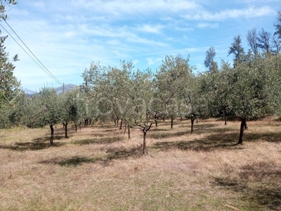 Terreno Agricolo in vendita a Lucca via per Chiatri