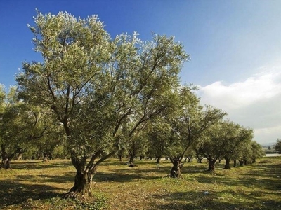 Terreno Agricolo in vendita a Massarosa via Bonifica di Ponente