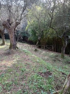 Terreno Agricolo in vendita a Massarosa via Marcaccio, 9