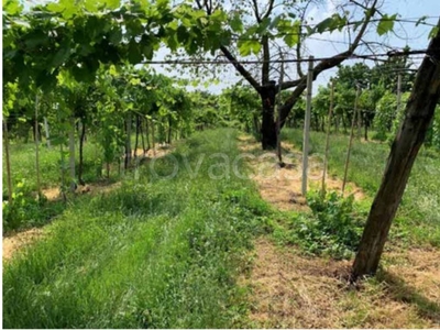 Terreno Agricolo in vendita a Montecchia di Crosara sp17d