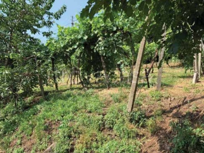Terreno Agricolo in vendita a Roncà via Duello