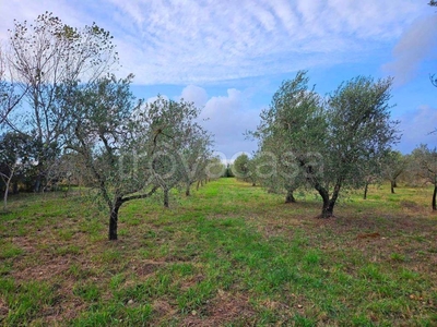 Terreno Agricolo in vendita a Rosignano Marittimo stradonedei Fichi