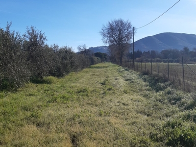 Terreno Agricolo in vendita a Scarlino